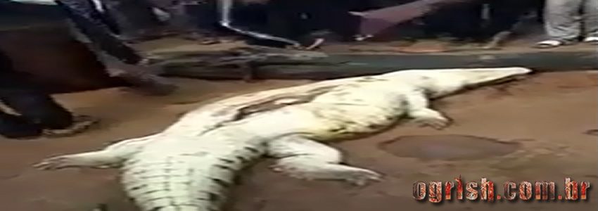 01-Pedaços de um garoto de 8 anos sendo retirado de um crocodilo gigante Ogrish-2